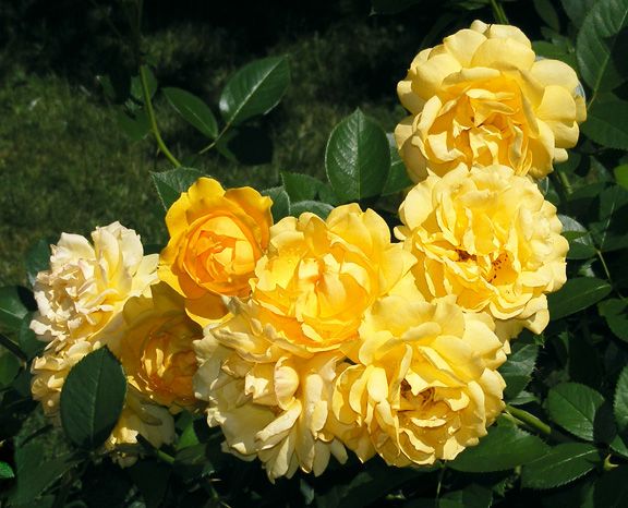 Julia Child photo jc2013_08130028_zps47a65a32.jpg